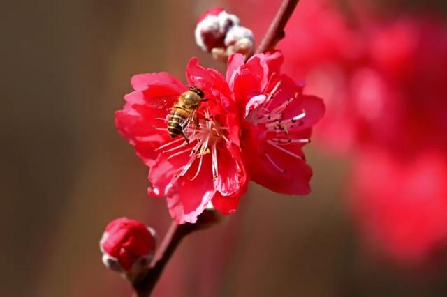 桃花是什么季节开的