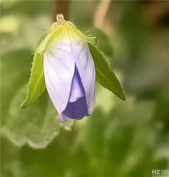 时光流转，又是一年春光灿烂
