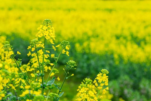 春季来杯黄芪茯苓甘草茶：益气扶正、健脾祛湿