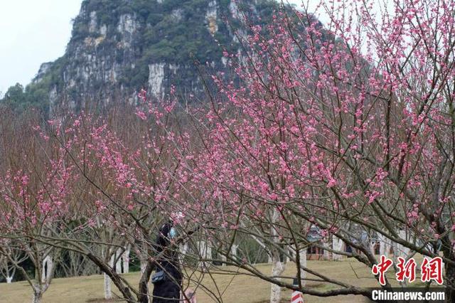 桃花图片