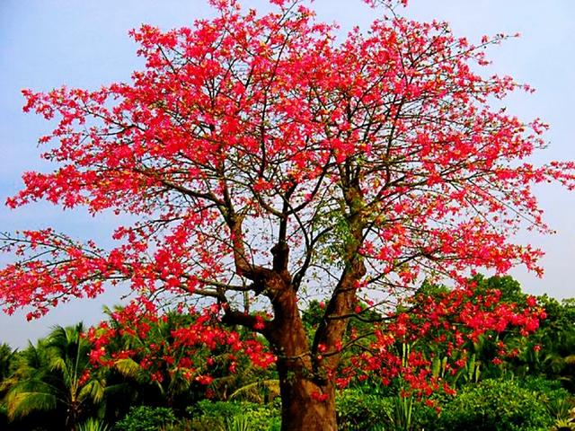 美丽木棉花树图片大全图片