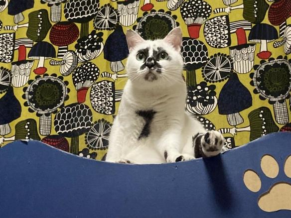 猫跳舞动态(猫跳舞动态壁纸)