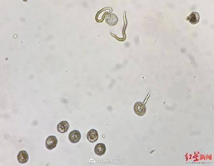 2017年广州农用机械展