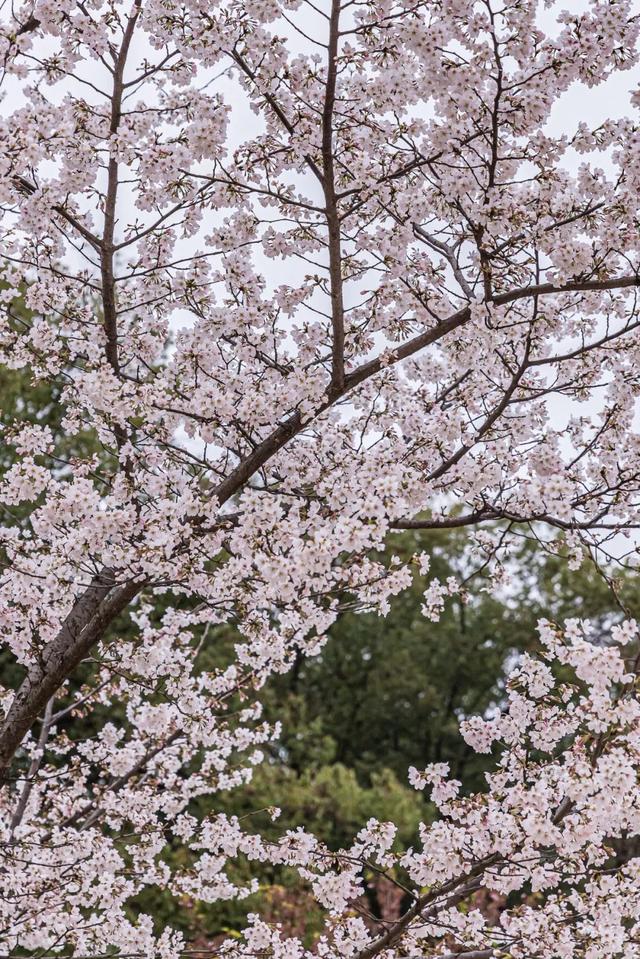 十里蓝山攻略