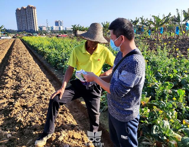 道滘：技术药物双到位 助力瓜农防治“剪刀虫”