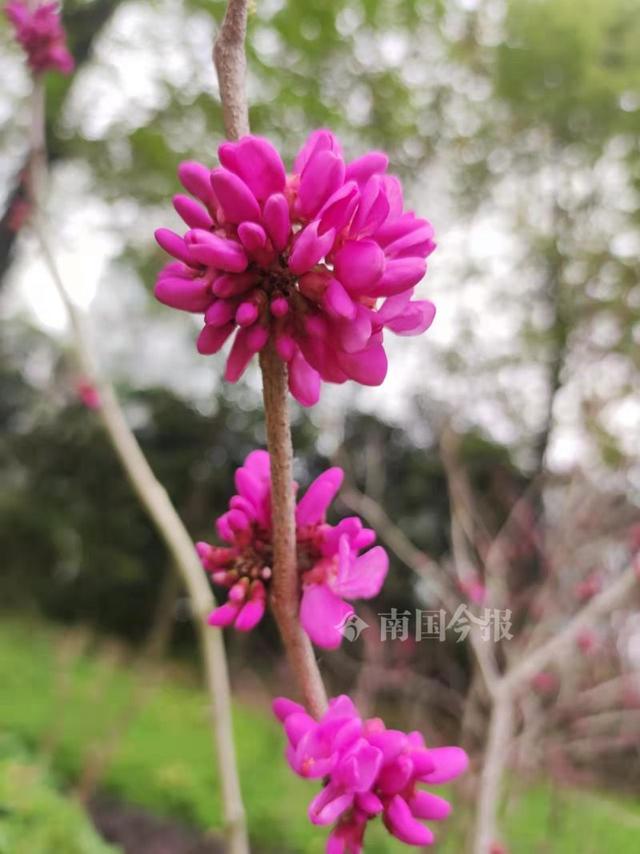 美 柳州街头紫荆怒放 开出一簇簇紫红色绚丽小花 新闻时间