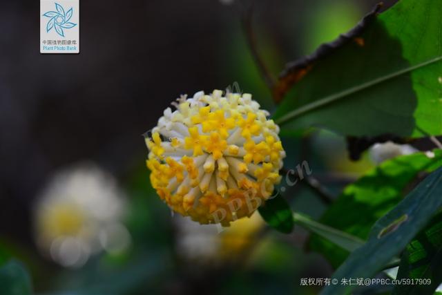 滇结香 滇结香（电解箱） 生活