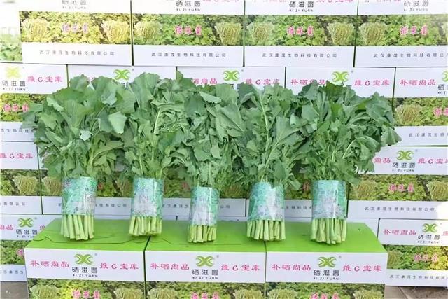 对话丨中国农科院油料所胡琼研究员：让鄂产油菜花打造别样“花经济”