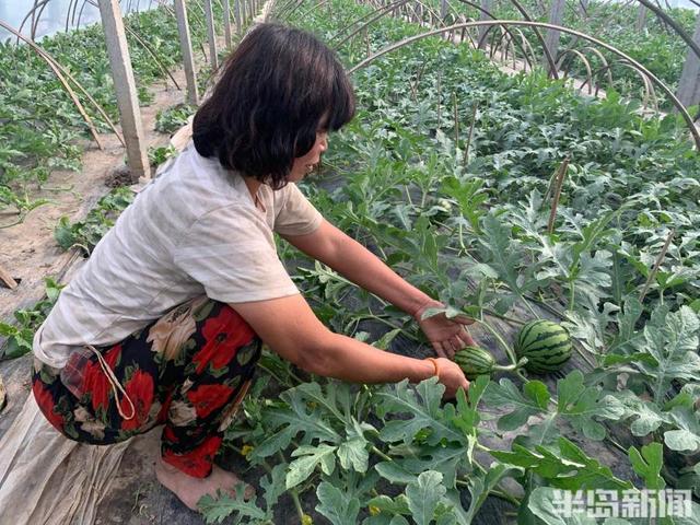 墨城春耕正当时丨34℃大棚里西瓜管理授粉忙 青岛头茬大吕西瓜4月份可上市