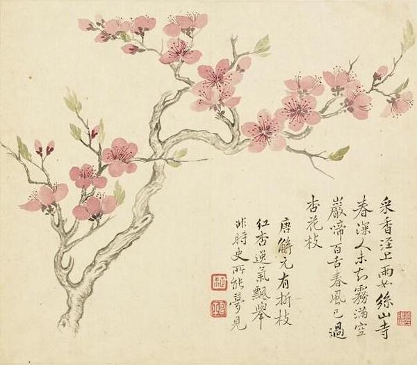 色八哥