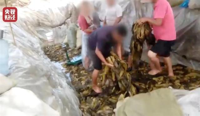“土坑酸菜”曝光后当地芥菜降价滞销，专家：传统食品需实现现代化生产