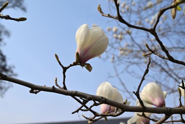 众志成城 齐心战疫｜居家学习的你想念校园吗？那里花儿都开好了 带你云赏花