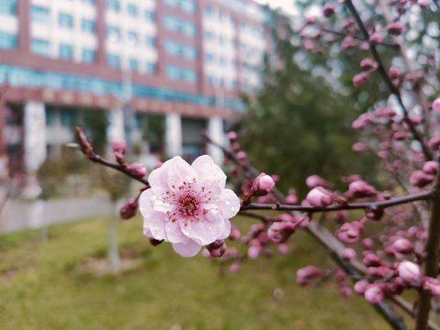 众志成城 齐心战疫｜居家学习的你想念校园吗？那里花儿都开好了 带你云赏花