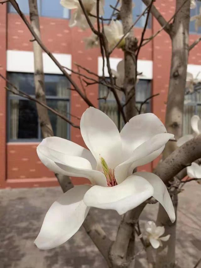 众志成城 齐心战疫｜居家学习的你想念校园吗？那里花儿都开好了 带你云赏花