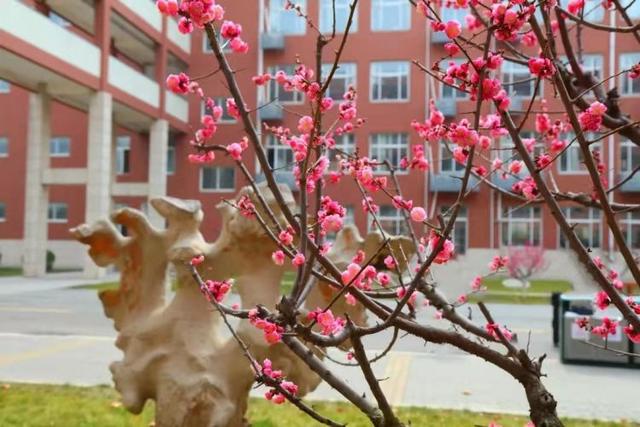 众志成城 齐心战疫｜居家学习的你想念校园吗？那里花儿都开好了 带你云赏花