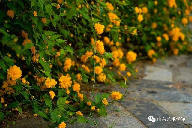 共享校园春光｜山东艺术学院：山艺春分写真集来了