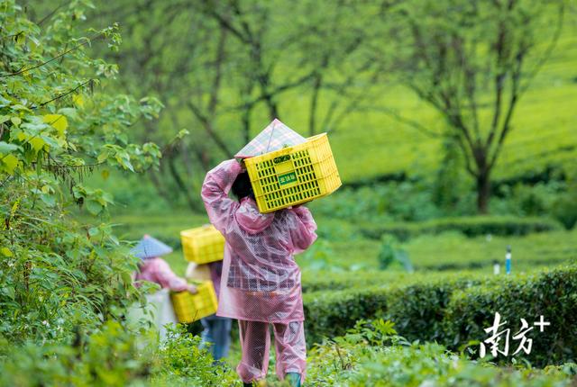 春茶近年最佳｜英德红茶发展目标：百亿产值