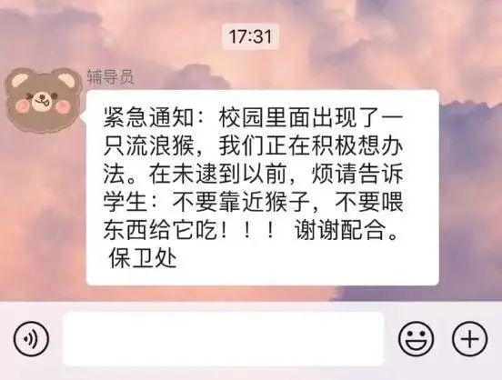 登上热搜！南京城这只猴流浪了20多天，江苏网警都发话了