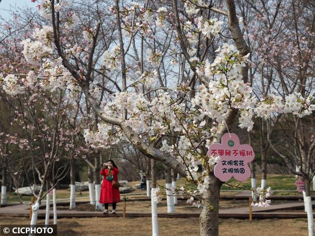 玉渊潭樱花什么时候开