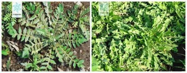 上海人朋友圈流传挖野菜攻略？专家紧急提醒