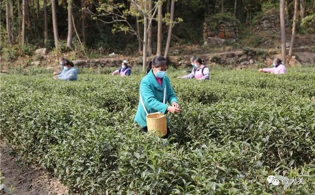 大关：“明前茶”茶香溢满城