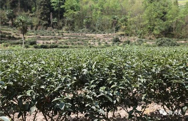 大关：“明前茶”茶香溢满城