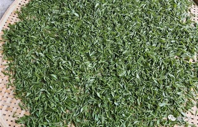 大关：“明前茶”茶香溢满城