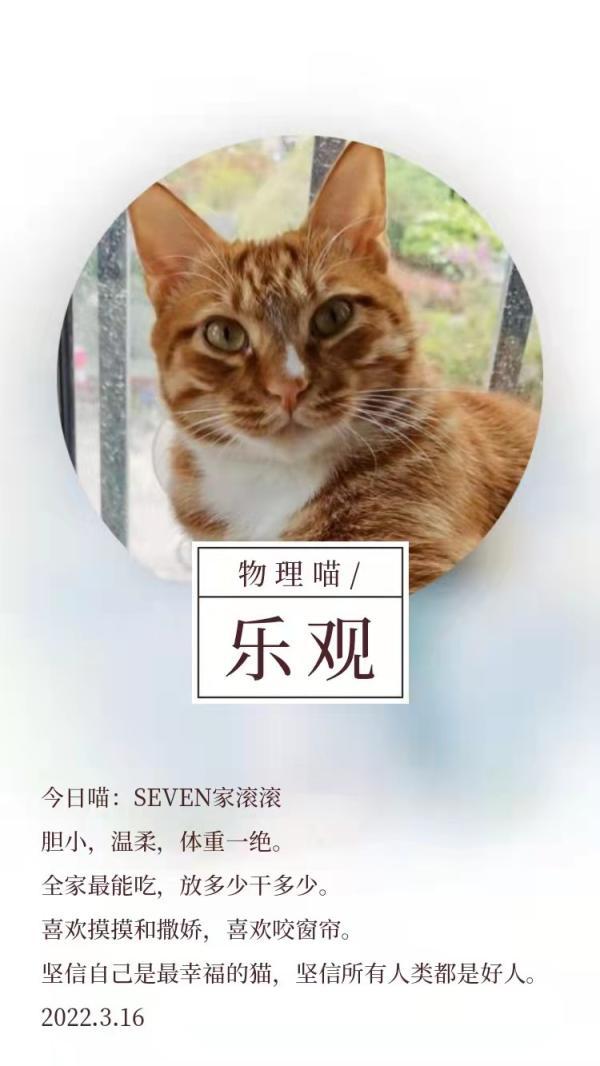 “猫”治百病、吃播“带货”……浦东学校的治愈做法，让线上教学的心情暖暖的