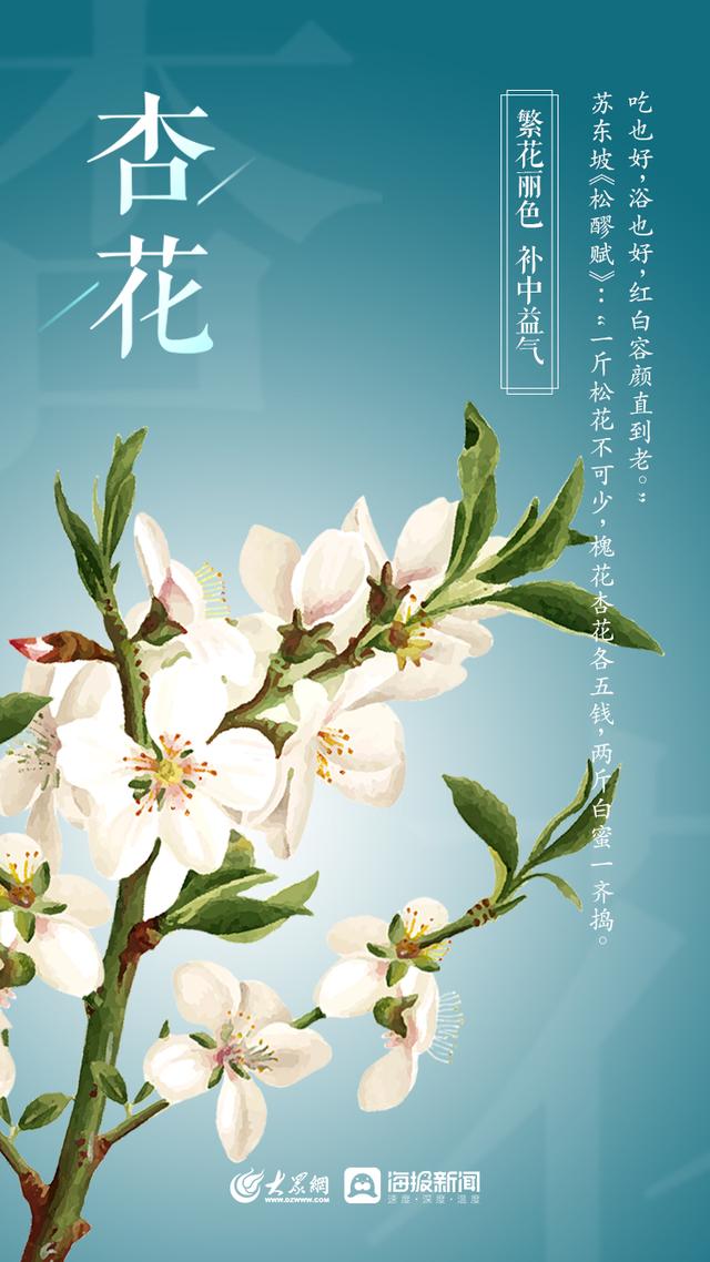 山东桂花