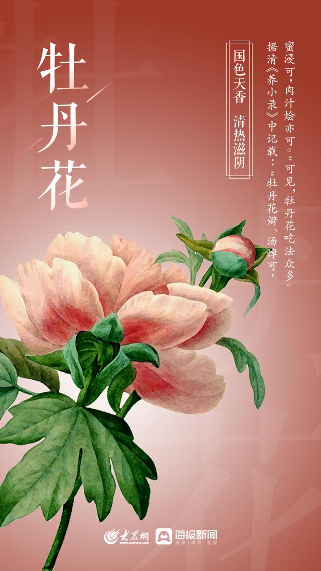 山东桂花