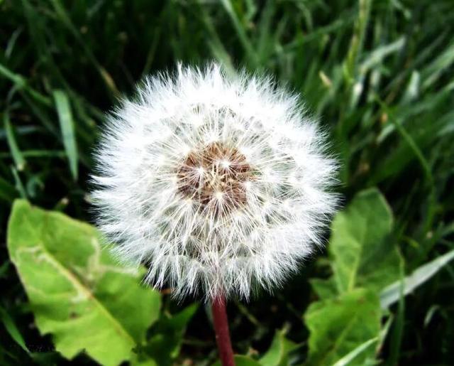 4月份这种菜上市，看见千万别放过！这7种健康问题，吃它特别好