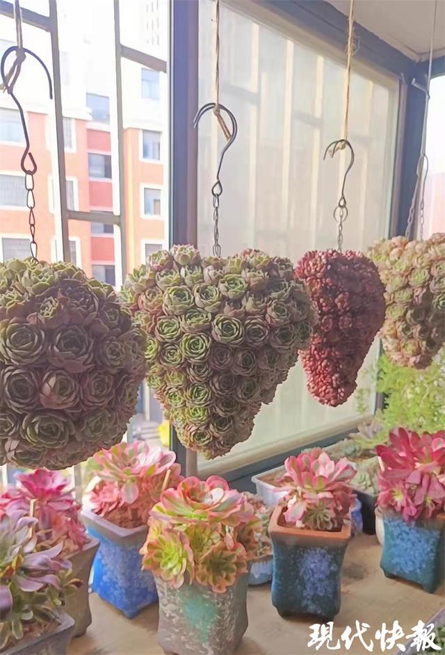 河南女子养出心形多肉冲上热搜 网友点赞 多肉界天花板 Zh中文网