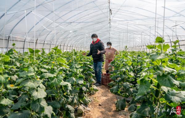 上海菜农：很多蔬菜难以运出