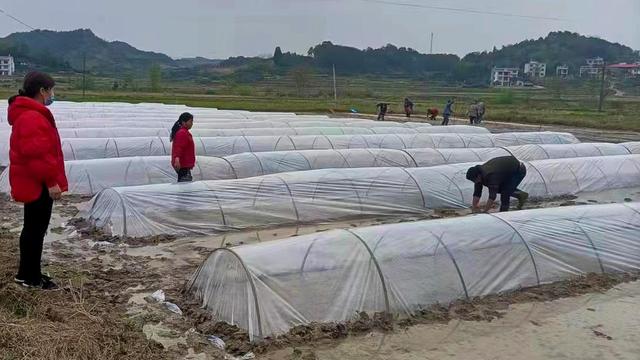 万塘乡：“植”此青绿 以待金黄