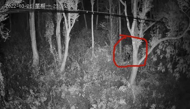 50年树龄沉香木惨遭盗砍，损失难以估量，4名窃贼次日落网