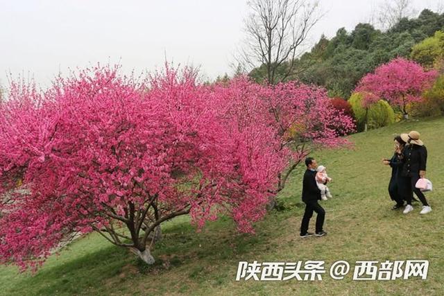 西安植物园菊花桃绚丽绽放，花朵酷似菊花，颜值比普通桃花高3