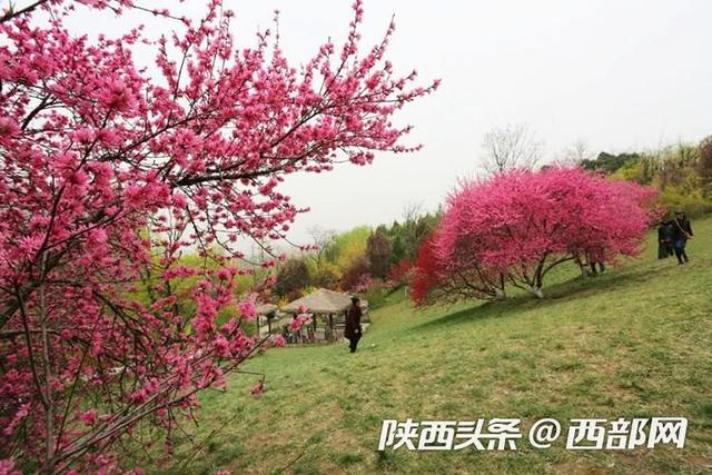 西安植物园菊花桃绚丽绽放，花朵酷似菊花，颜值比普通桃花高8