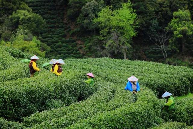 强推！杭州资深登山领队眼中，这“5条茶味登山线”最经典！小长假快走起
