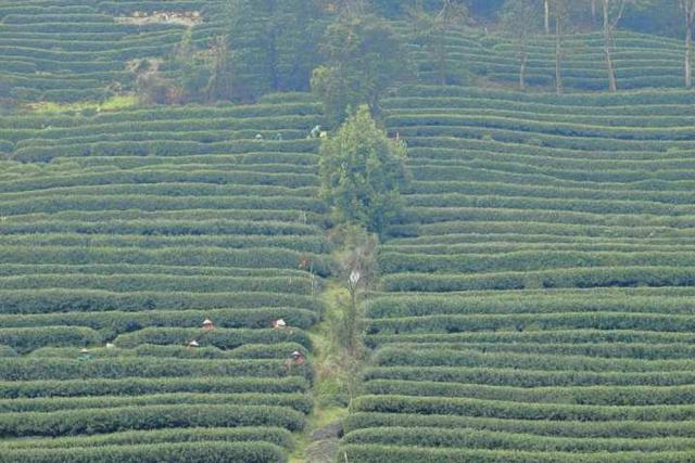 强推！杭州资深登山领队眼中，这“5条茶味登山线”最经典！小长假快走起