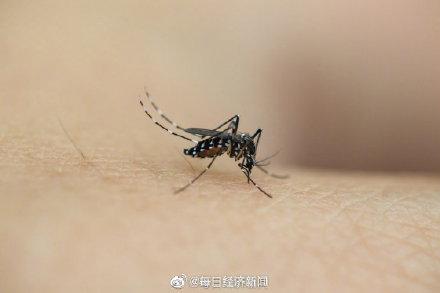 巴西登革热病例同比增长72.1%