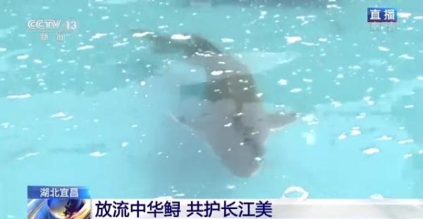 超20万尾中华鲟今放流长江 规模历年最大如何做到？
