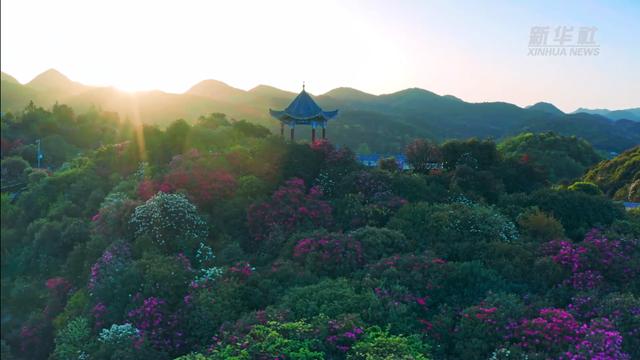 “地球彩带”再现！贵州毕节百里杜鹃进入盛花期，装扮人间四月天