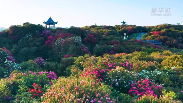“地球彩带”再现！贵州毕节百里杜鹃进入盛花期，装扮人间四月天