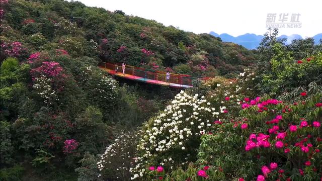 “地球彩带”再现！贵州毕节百里杜鹃进入盛花期，装扮人间四月天
