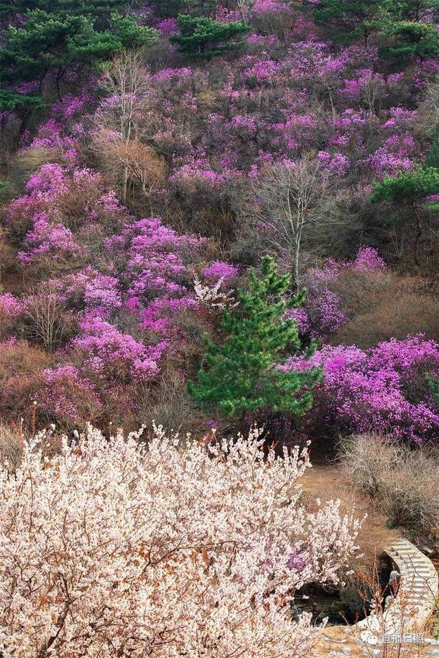照山白
