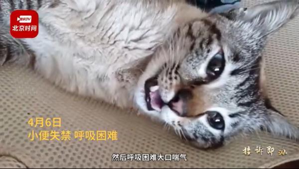 近百只猫疑因食用同一款猫粮后死亡