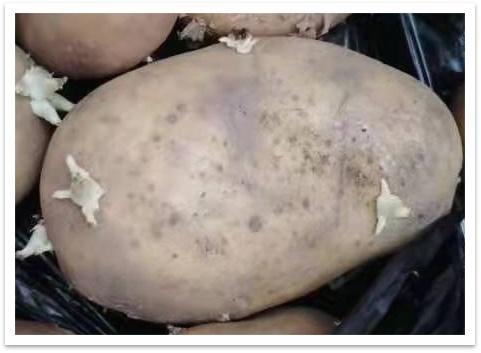 发芽土豆还能抢救一下吗？
