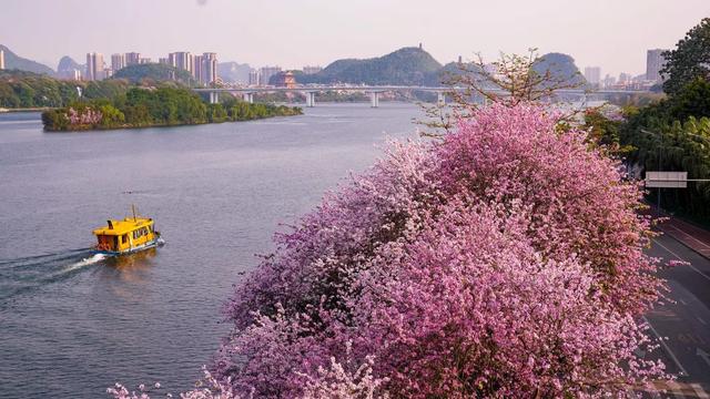 柳州紫荆花简介图片