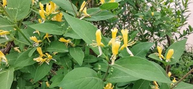 忍冬花 忍冬花「忍冬花提取物在化妆品中的作用」 生活