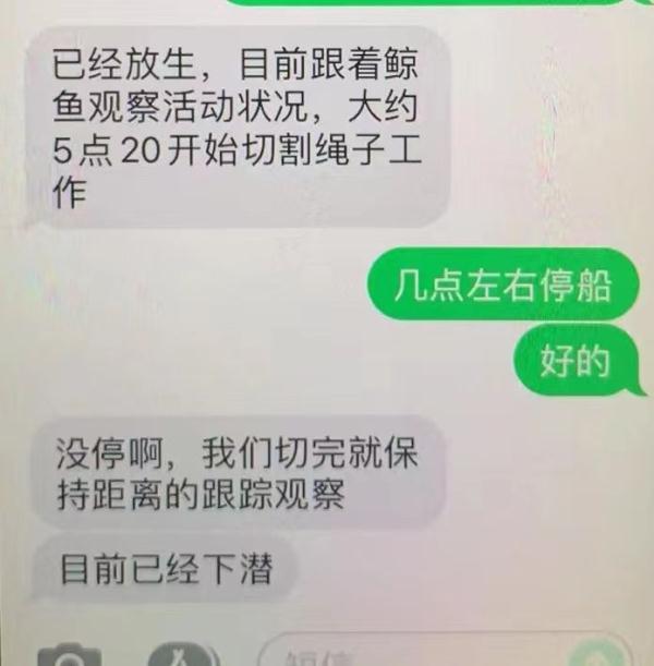 搁浅抹香鲸被成功放归深海